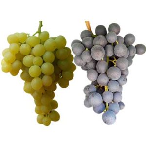 Tafeltrauben